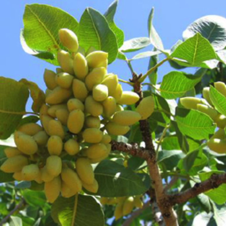 Pistachio