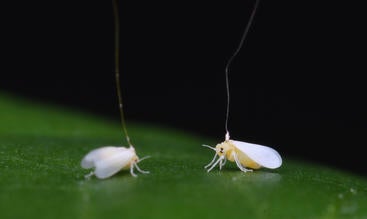EPG two whiteflies