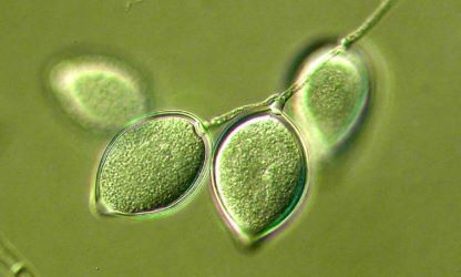 Phytophthora - Smaller Image
