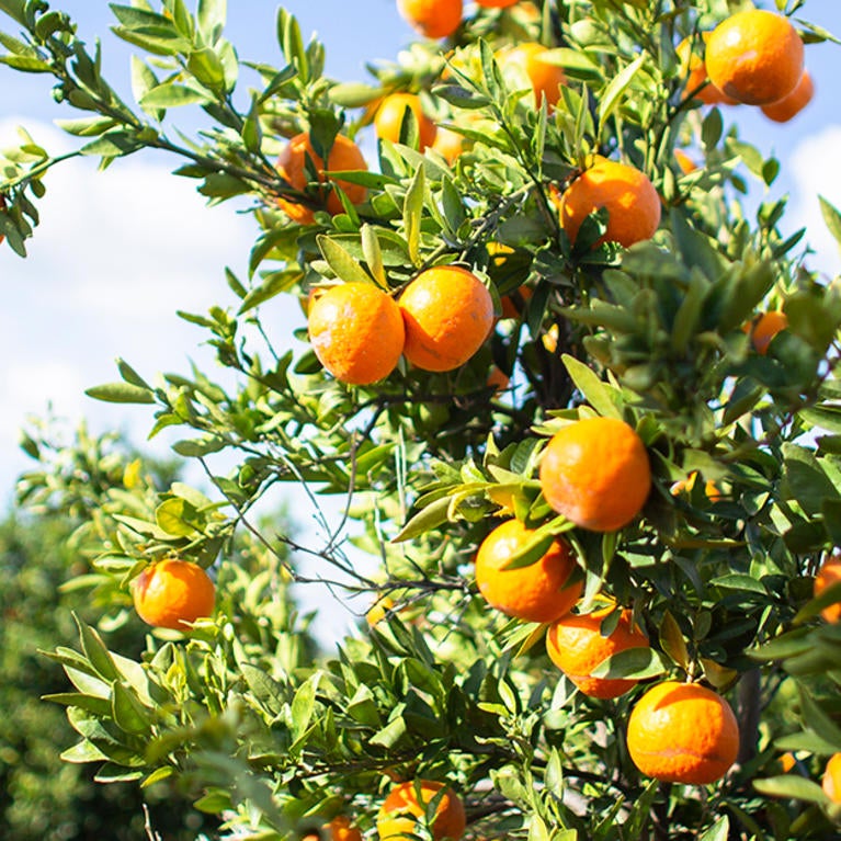 Citrus trees, Ag Ops (c) UCR/CNAS