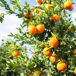 Citrus trees, Ag Ops (c) UCR/CNAS
