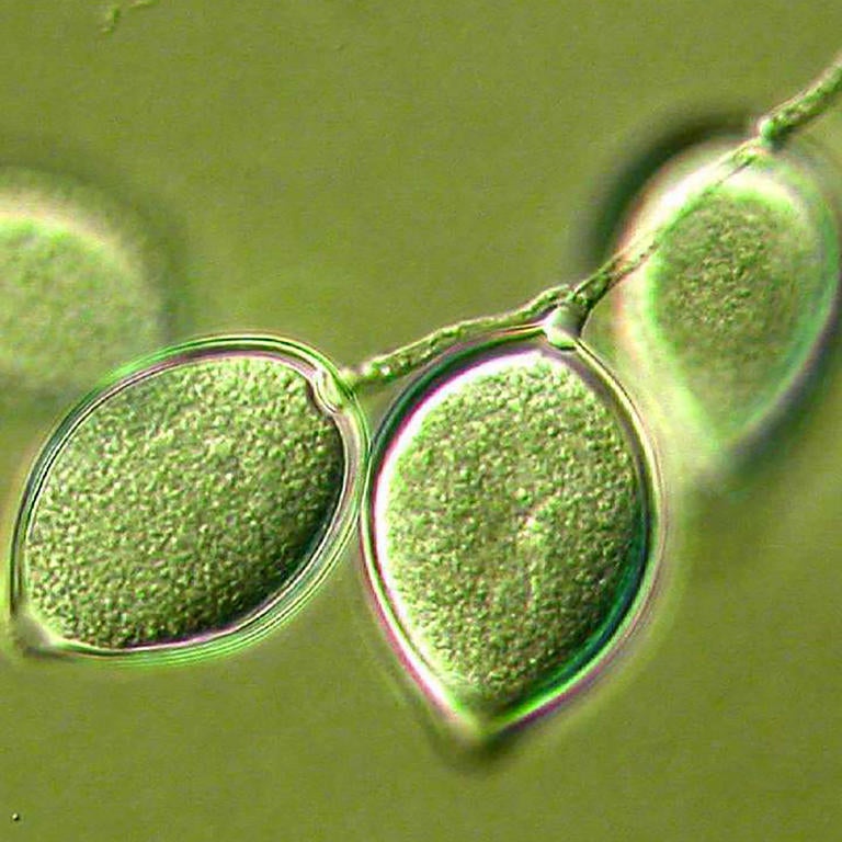 phythophthora collection