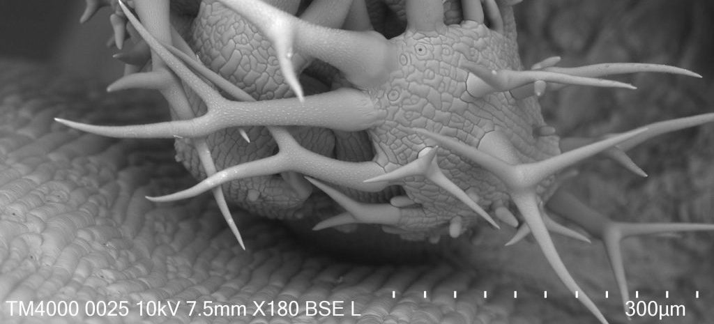 Microscopic image black/white