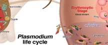 plasimodium life cycle