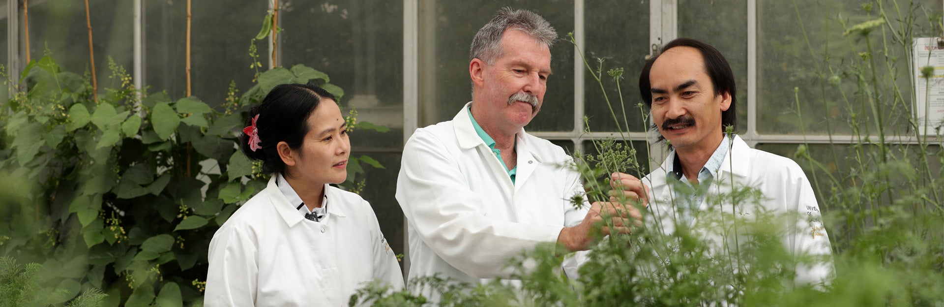 Roberts lab in Greenhouse (c) UCR / CNAS