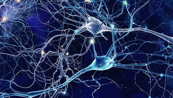 neurons 1