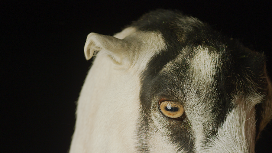 Anna Wittenberg, The Ruminant (video still), 2021. Courtesy of the artist.