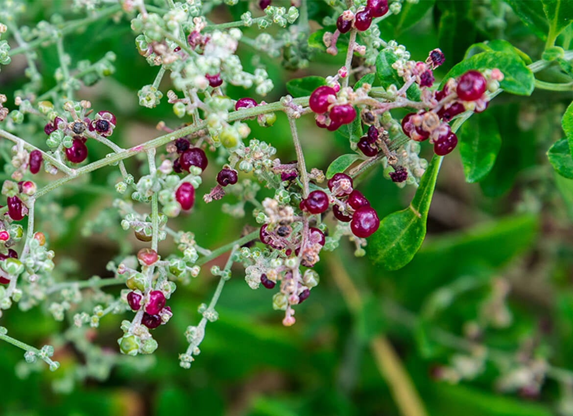 Blue sky background with green grass