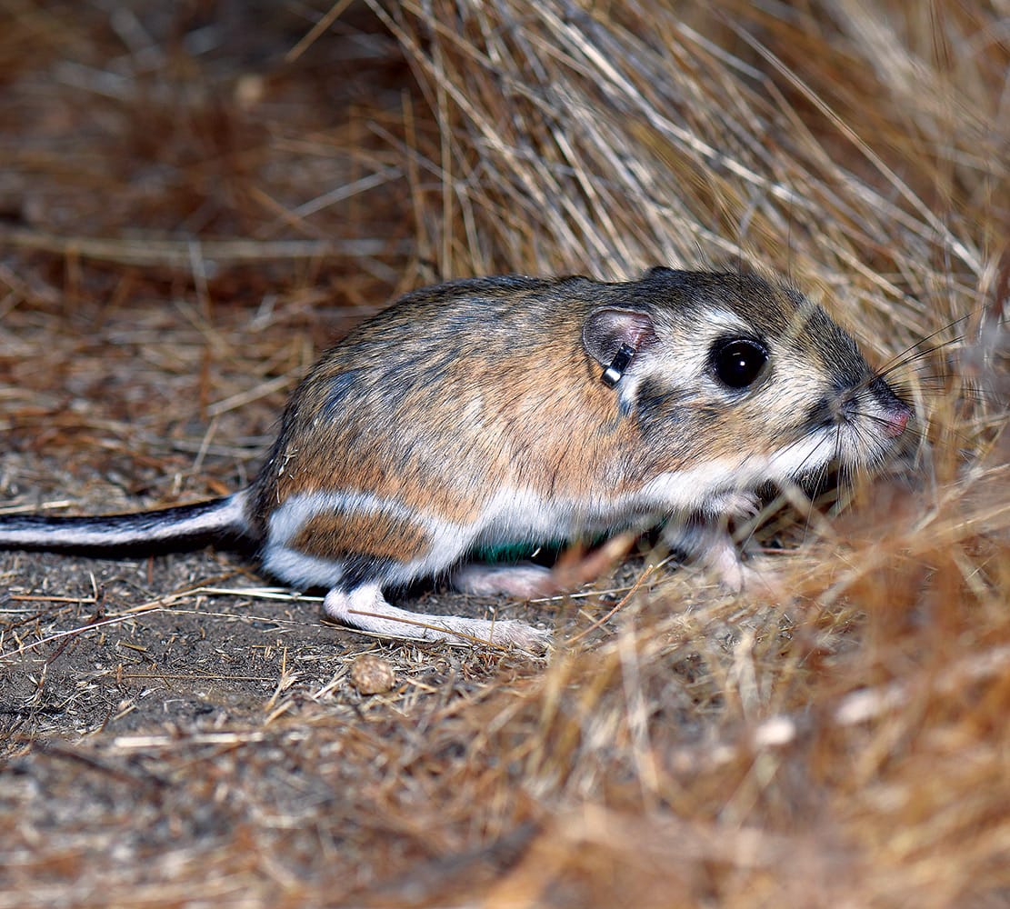 Kangaroo Rat