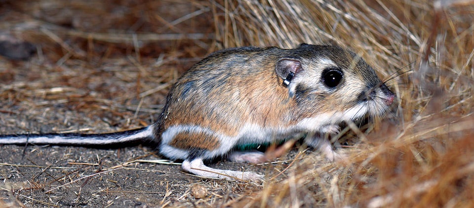 Kangaroo Rat