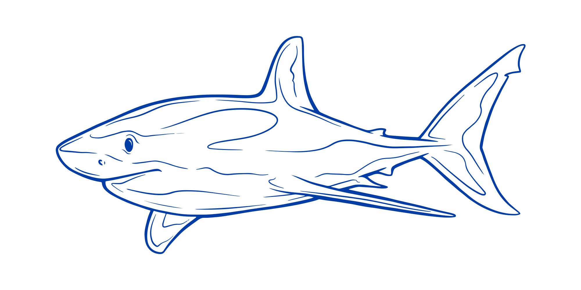 Great white shark illustration