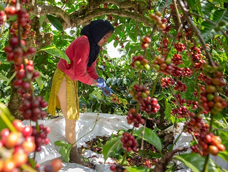Girl in a coffee plantation in India