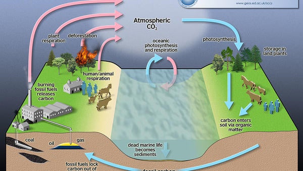 carbon cycle