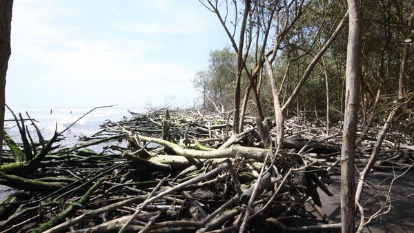 Receding forest at mouth of Santiago river