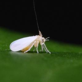 whitefly