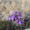 Notch-leaved phacelia
