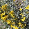 Brittlebush