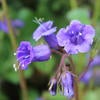 Wild Canterbury bells
