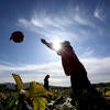 Danny Salgado, 22, helps harvest pumpkins at the R'Garden on September 25, 2019. (UCR/Stan Lim)