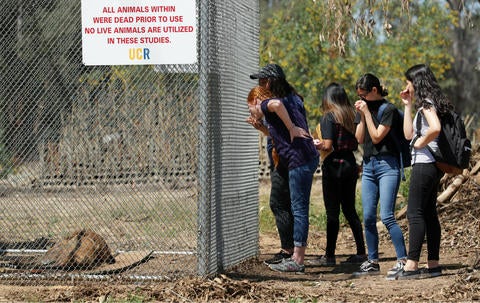 Students in UCR's forensic entomology lab