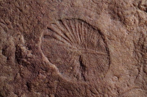 Dickinsonia fossil