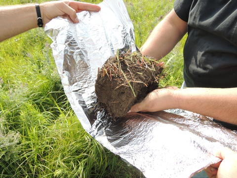 Experimental soil sample