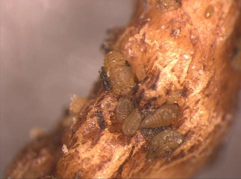phylloxera feeding