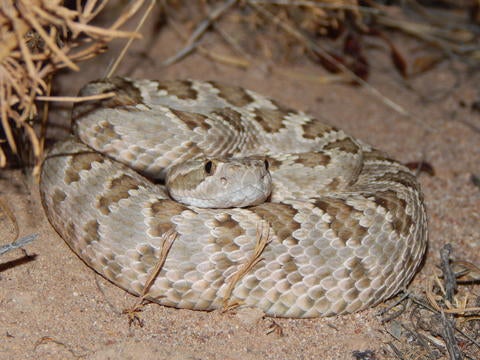 rattlesnake