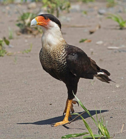 caracara