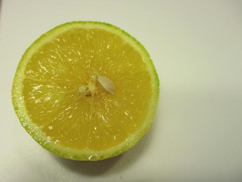 hybrid fruit cross section