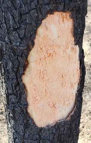 neurospora on a tree