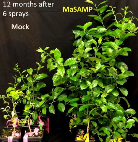treated versus untreated plants