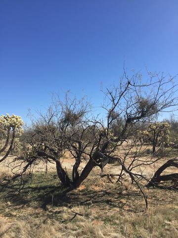 mistletoe growing on a tree