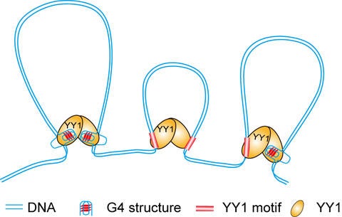 quadruplex structures