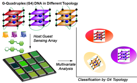 G-quadruplex sensing array