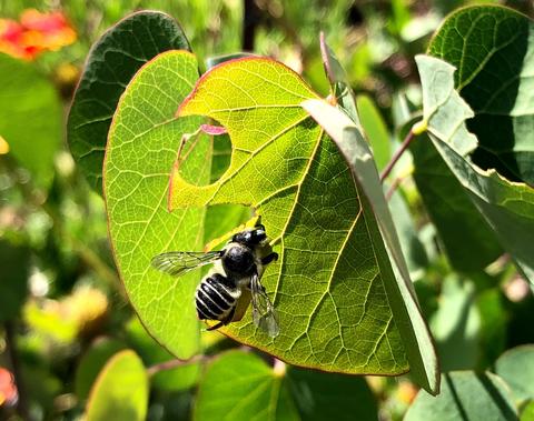 Alfalfa leafcutter bee