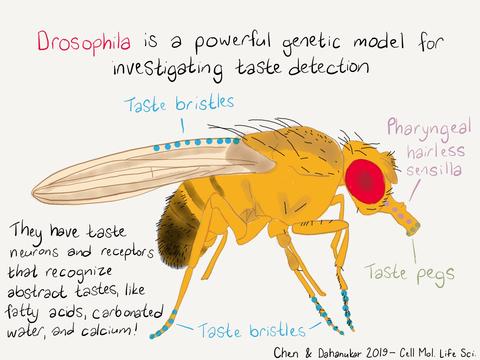 Fruit fly details
