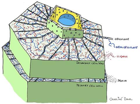 plant cell illustration