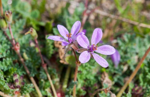 Erodium cicutarium