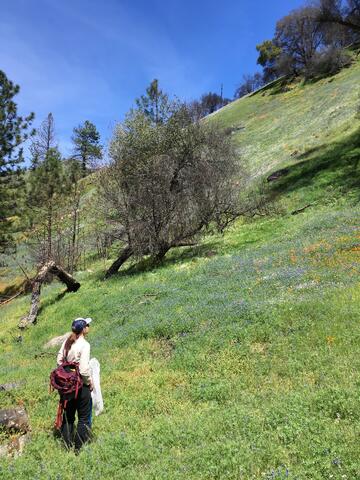 bee census team in the field