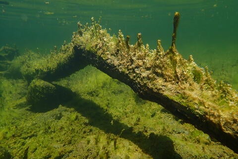 algal mat