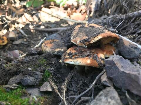 Fire fungus