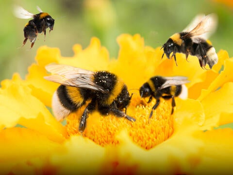 bumblebees