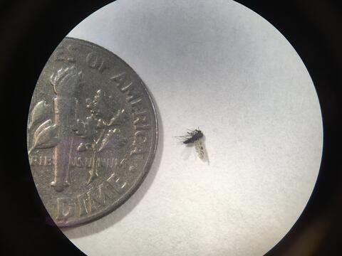 comparison to a dime