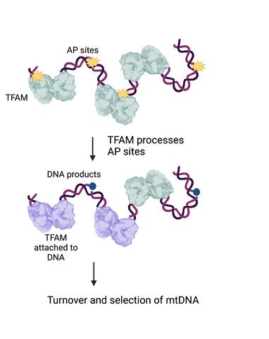 TFAM processing AP sites