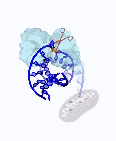 TFAM cutting damaged DNA