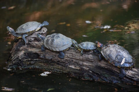 turtles on a log