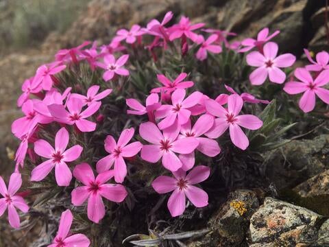Yreka phlox