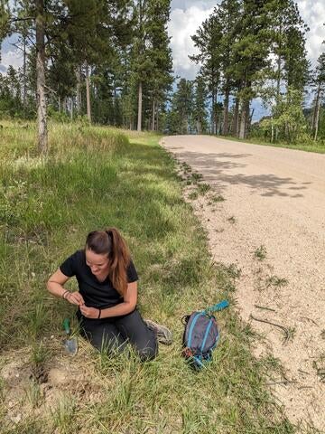 researcher sampling ants