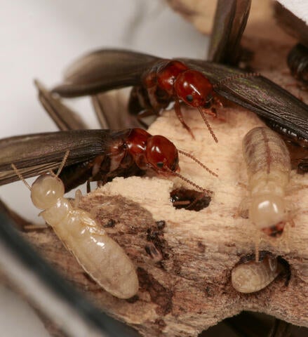 Western drywood termites